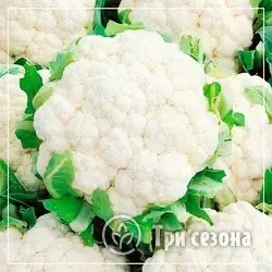 Рассада капусты цветной