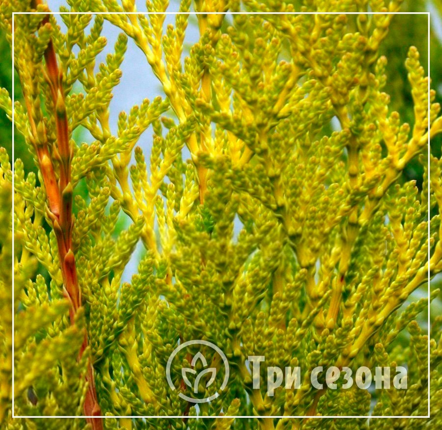 Туя западная Салланд картинка