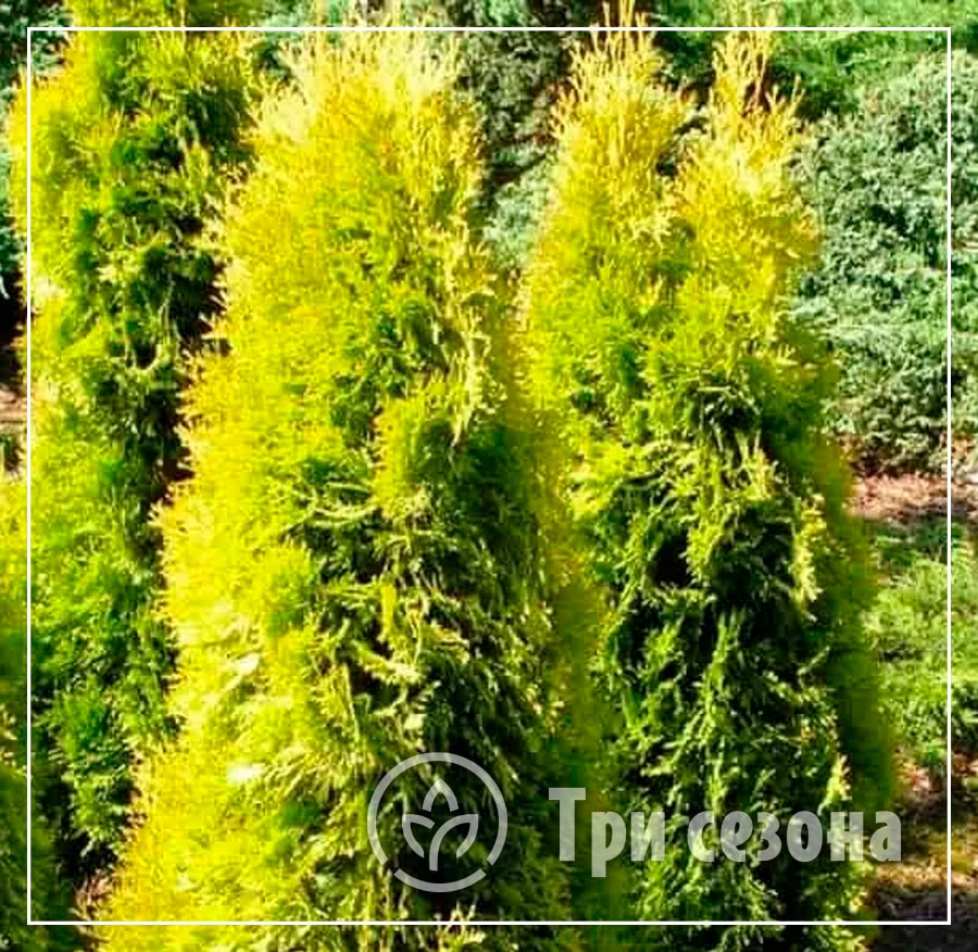 Туя западная Салланд фото