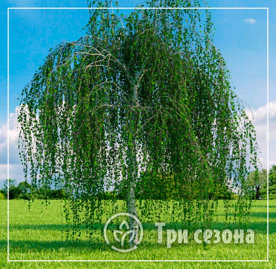 береза бородавчатая фото