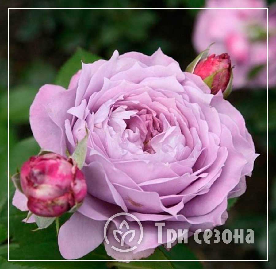 Роза флорибунда Новалис картинка