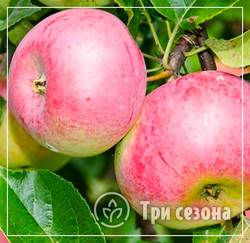 Яблоня домашняя "Уэлси"
